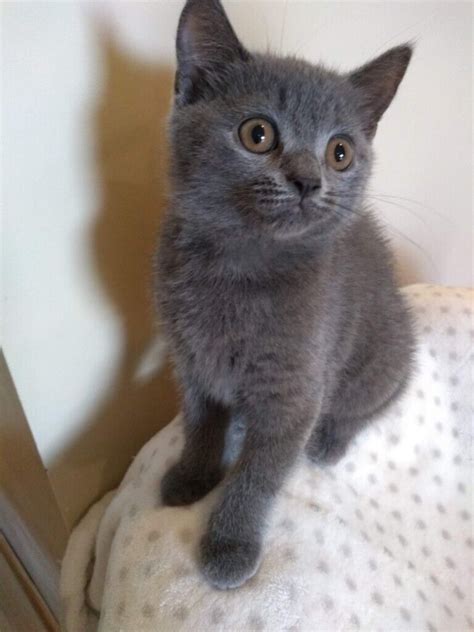 Stunning Russian Bluebritish Shorthair Reserved In