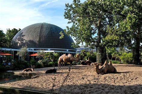 Artis Zoo In Amsterdam The Netherlands Oldest Wildlife Sanctuary