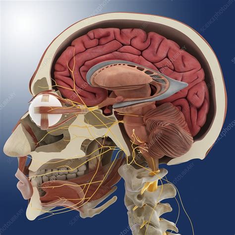 Head Anatomy Artwork Stock Image C Science Photo Library