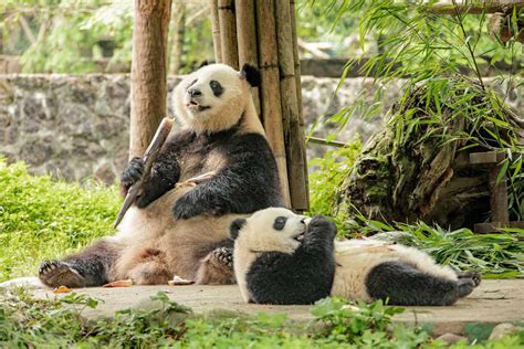 Giant Pandas Taken Off Chinas Endangered Species List Travel Leisure