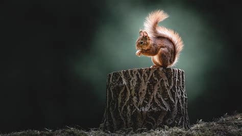 Animal Squirrel 4k 5k Hd Animals Wallpapers Hd Wallpapers Id 34301