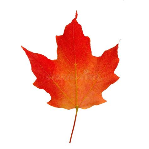 Red Maple Leaf Stock Image Image Of Sugar Autumn Leaf 286225