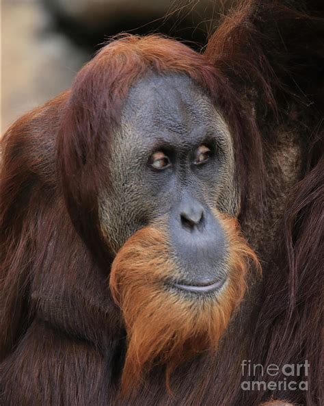 Thoughtfull Orangutan Photograph By Robert Chaponot Fine Art America