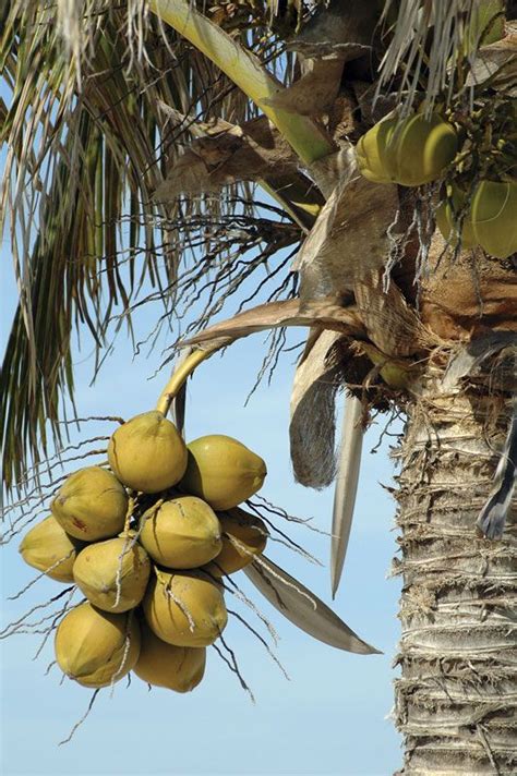 Coconut Palm Tree Scientific Name Uses Cultivation And Facts
