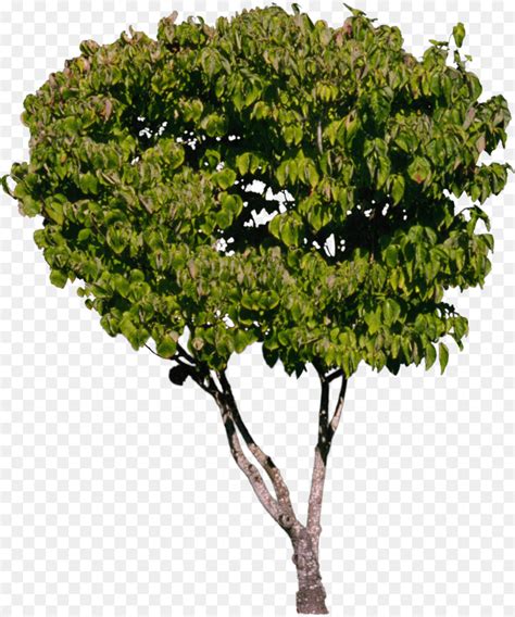 árvore Arbusto Planta png transparente grátis
