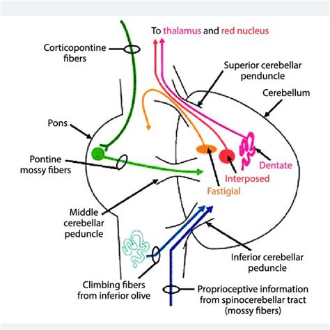 Afferent And Efferent Connections Of The Cerebellum Main Cerebellar