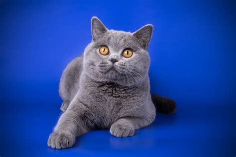British Shorthair Cat Traits And Facts Great Pet Care