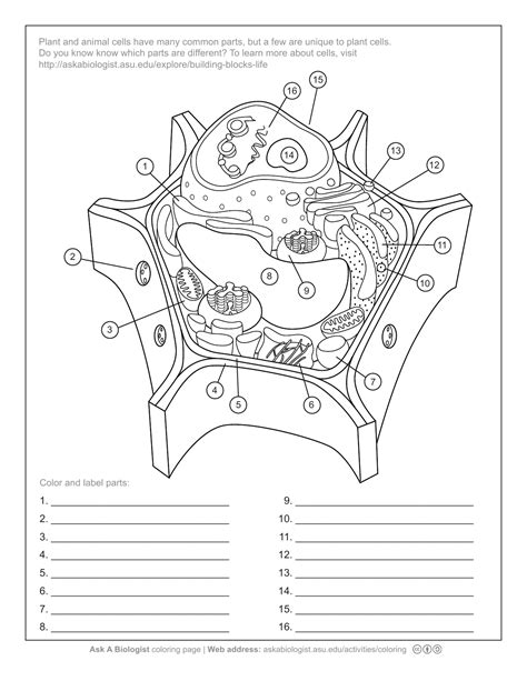 Plant Cell Coloring Page