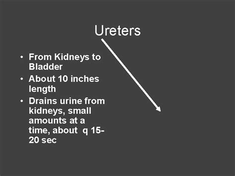 The Excretory System Urinary Structures Gross Anatomy Functions