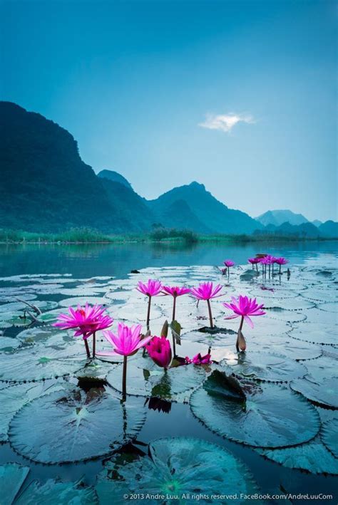 Vietnam Scenery Lotus Lake Beautiful Nature Nature Nature Photography