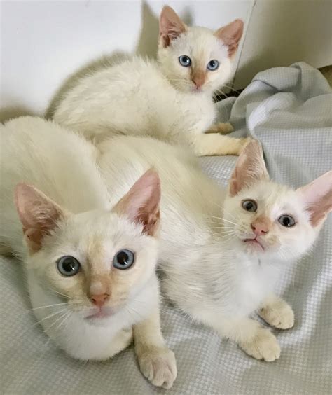 June 20, 2017 by meg austwick 51 if you don't mind your siamese cat having the same name as other siamese cats, one easy way to i am looking to get another flame point since mine recently died, and am thinking about calling him. Siamese Cats For Sale | Sebastian, FL #278621 | Petzlover