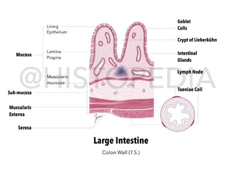 Well Labelled Diagram Of Histology Of Colon Wall Large Intestine