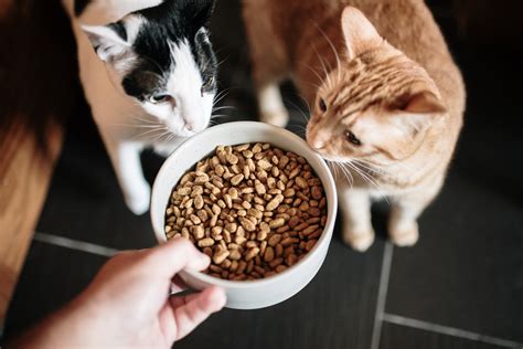 Your Complete Cat Food Buying Guide Blain S Farm Fleet Blog