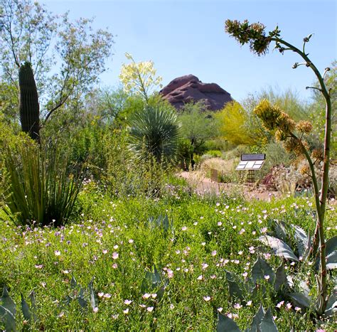 The Desert In Bloom At The Desert Botanical Garden In Phoenix Growing