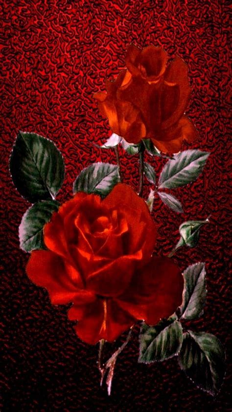 Vintage Rose Iphone Wallpapers Top Free Vintage Rose