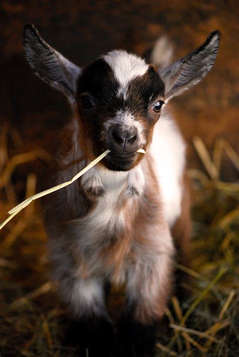 Cute Baby Goat Flickr Photo Sharing