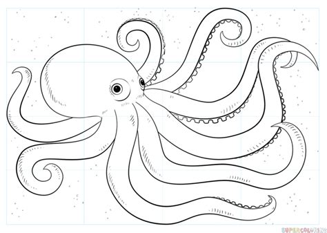 how to draw an octopus step by step drawing tutorials octopus drawing octopus coloring page