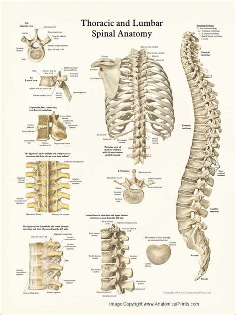 Human Spine Anatomy Posters Anatomy Bones Anatomy Human Spine