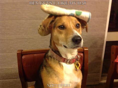 Dog Hat Quickmeme