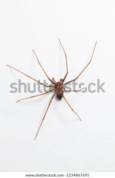 Male Brown Recluse Spider Poisonous Arachnid Stock Photo 2234867695