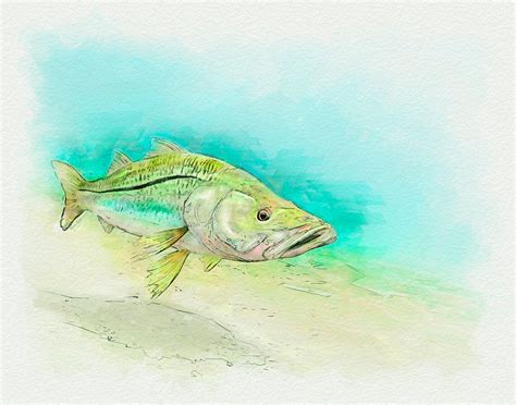 Snook Art Print In Magic Marker Style A Great Snook Etsy