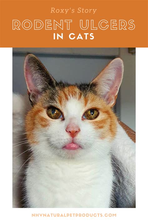 Cat Swollen Lip Treatment Cat Meme Stock Pictures And Photos