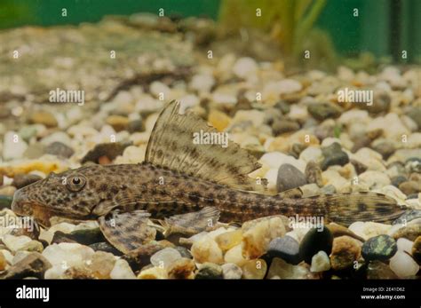 Hypostomus Plecostomus Also Known As The Suckermouth Catfish Or The