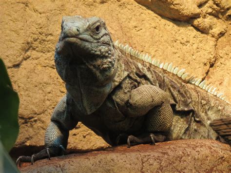 Zoos With The Rarest Most Endangered Iguanas Page 2 Zoochat