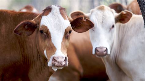 Tips To Manage Heifers Pre Joining Meat And Livestock Australia