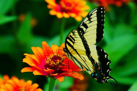 Picture Black Butterfly Pictures Yellow Butterfly Animal Wing