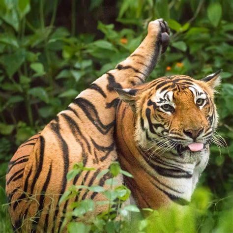 The Majestic Tiger A Great And Powerful Beast Raww