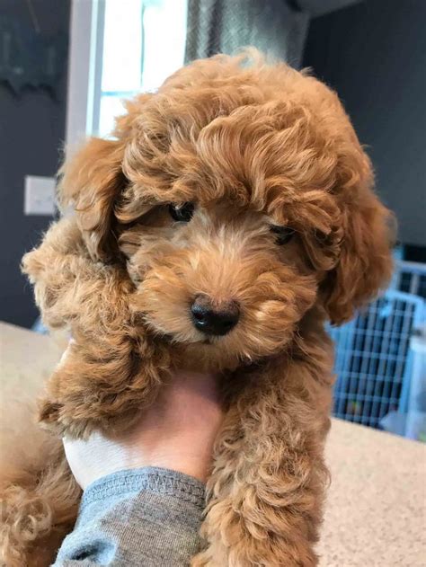 However, their intelligence sometimes gets them remember that irish doodle puppies are fragile when they are small, and young children need to be trained on how to play with irish doodle puppies. Teacup Goldendoodle - Mini Goldendoodle & Medium ...