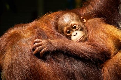 How Orangutans Are Just Like Humans Readers Digest