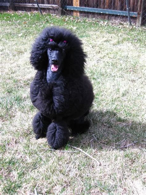 The Black Poodle Thread Page 2 Poodle Forum Standard Poodle Toy