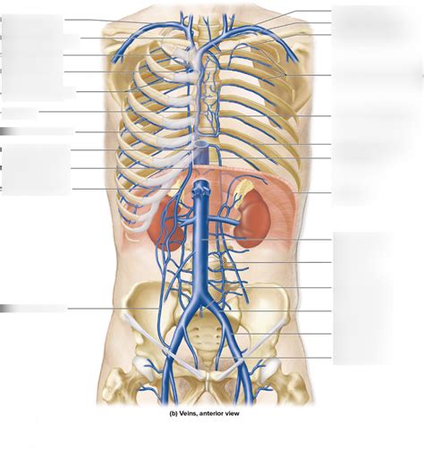 Venous Drainage Of Thorax And Abdomen Diagram Quizlet