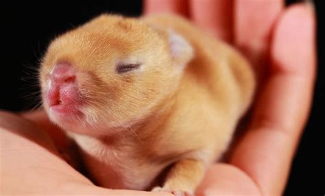 Daily Cuteness 10 Newborn Animals