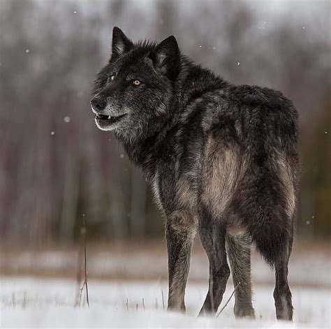 Black Wolves 🐺 One Of The Most Beautiful Creatures On Earth