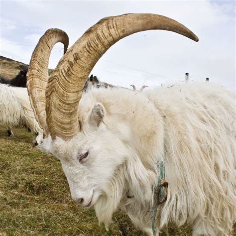 Flickriver Photoset Iceland Viking Goats By Olikristinn