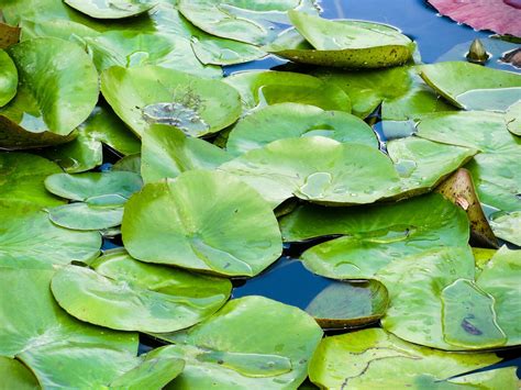 Lily Pads Water Plant Pond Free Photo On Pixabay Pixabay