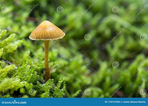Mushrooms Growing In The Forest Between Moss And Lichens Stock Photo