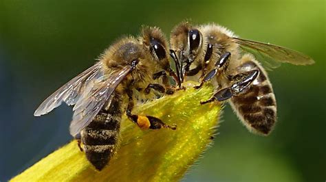 Beautiful Bees 🐝🌹🐝🌿🐝 Youtube