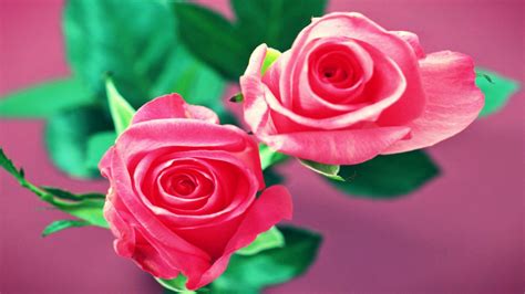 Beautiful Pink Rose Flower Wallpaper Wallpapers Gallery
