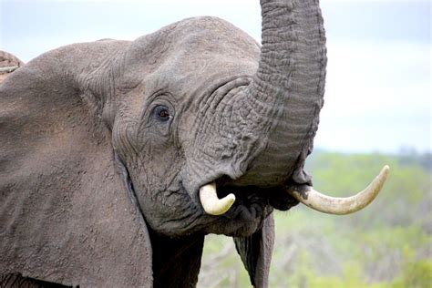 Why Do Elephants Have Tusks Taman Safari Bali