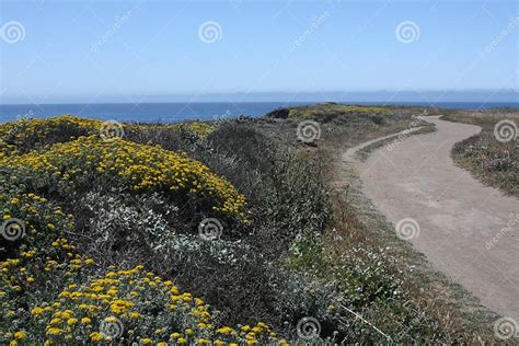 Wildflower And Ocean Trail Stock Image Image Of Ocean Ranch 31208413
