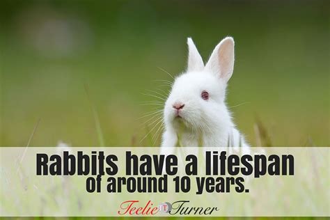 Rabbit Lifespan