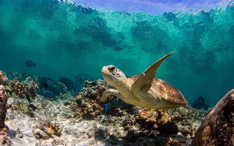 10 Best Sea Turtle Hd Wallpaper Full Hd 1080p For Pc Background 2021