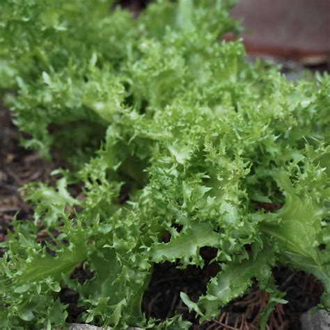 Bitter Herbs Blitz Garden In Delight