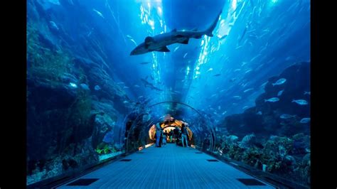 Aquarium Largest Sea Life İstanbul Youtube