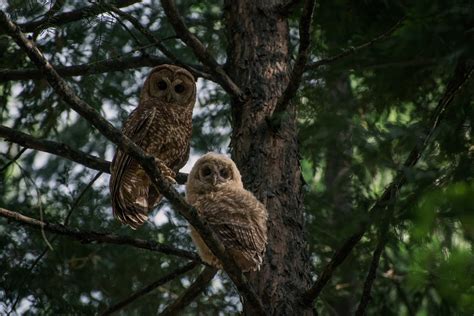 Decades Past Logging Still Threatens Spotted Owls In National Forests