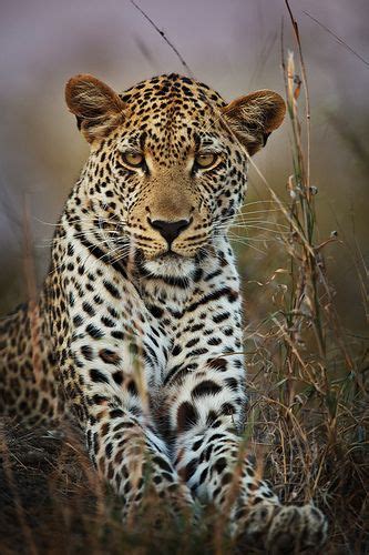 ~~ Portrait Of Makepisi ~~ Male Leopard By Xenedis~~ Beautiful Cats